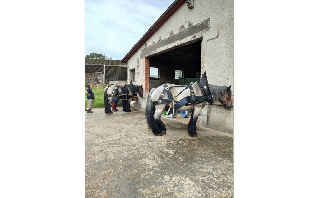 Kaltblutpferdebesitzer Anton Laux – seit 48 Jahren mit Leidenschaft dabei